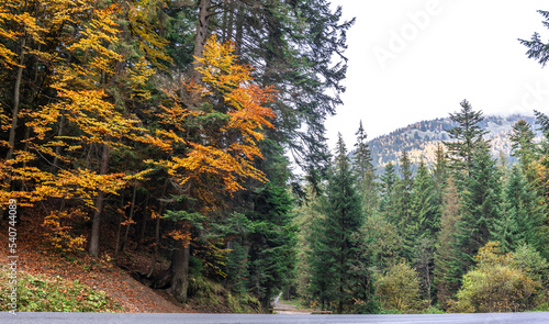 Coniferous forest in the highlands in early autumn.