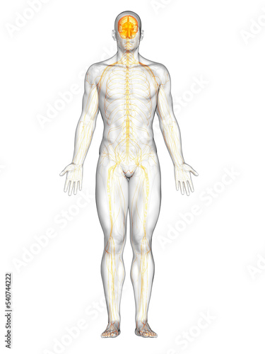brain and nerves