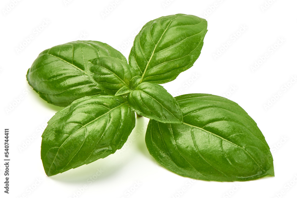 Fresh basil leaf isolated on white background, close up. Basil herb Fresh basil leaf isolated on white background, close up. Basil herb