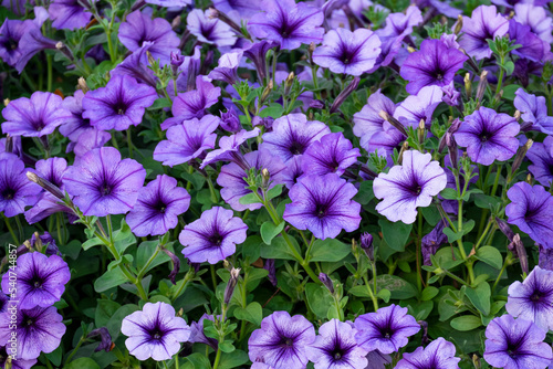 group of fresh violet blue flower buds and blooming with green leaves in botany garden natural park