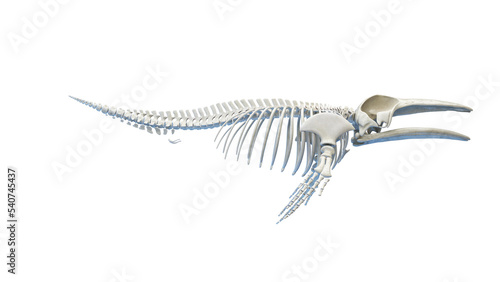 whale anatomy