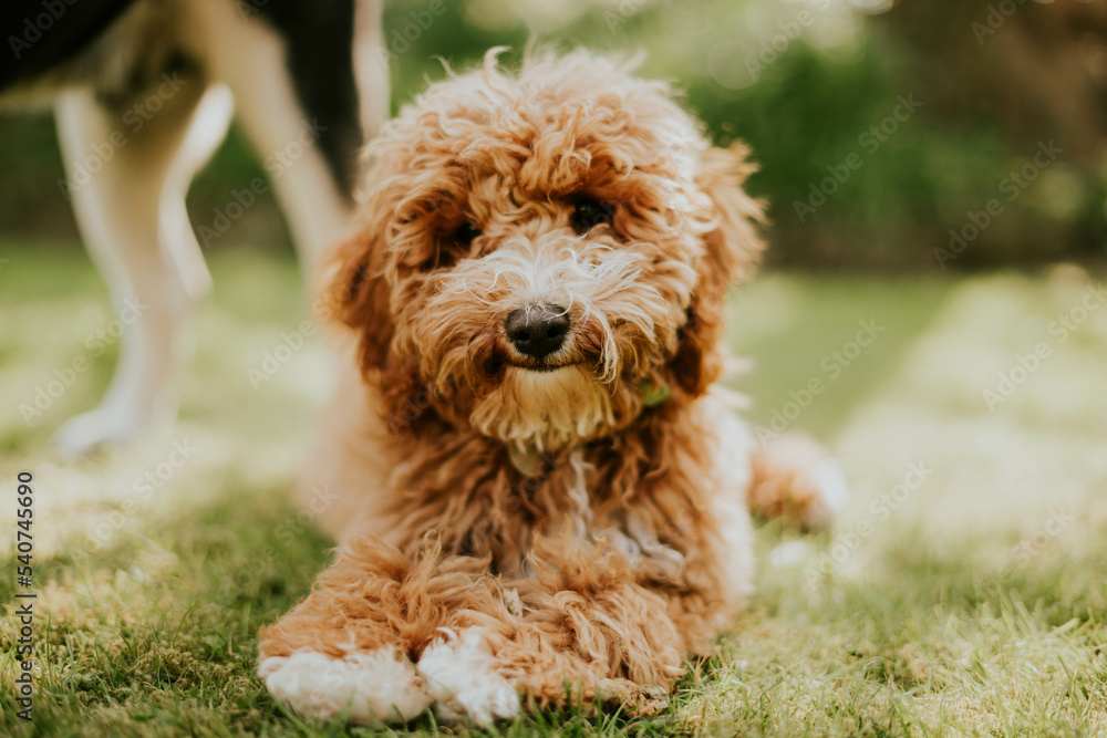Fototapeta premium Cavapoo dog in grass