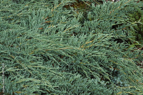 Genévrier écailleux , Juniperus squamata , Variété Blue Carpet, Jardin botanique de Rospico, Nevez , 29, Finistere photo