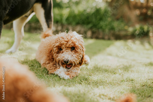 cute dog on the grass eating a treat