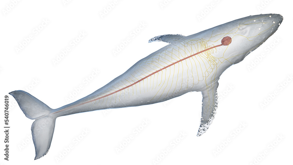 Fototapeta premium whale anatomy