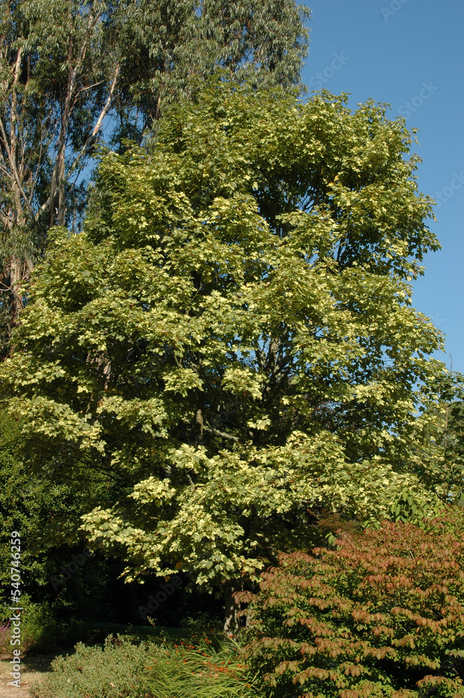 Erable , Acer pseudoplatanus Léopoldii
