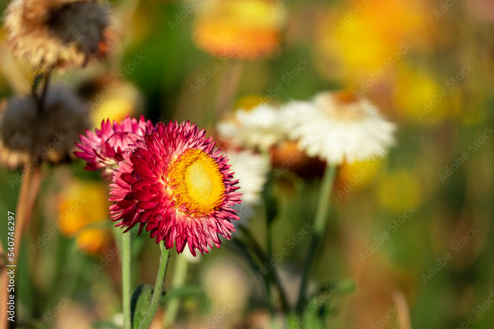 beautiful group of helichrysum red yellow color fresh flower in botany garden natural park. macro flora orange and pink blooming beautiful group of helichrysum red yellow color fresh flower in botany garden natural park. macro flora orange and pink blooming
