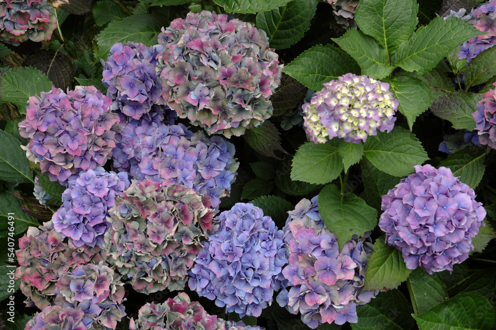 Hortensia , Hydrangea macrophylla ' Bluebird ' Hortensia , Hydrangea macrophylla ' Bluebird '