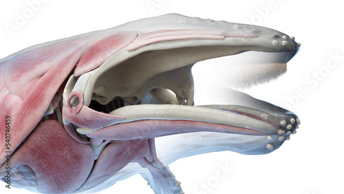 Fototapeta Naklejka Na Ścianę i Meble -  whale anatomy