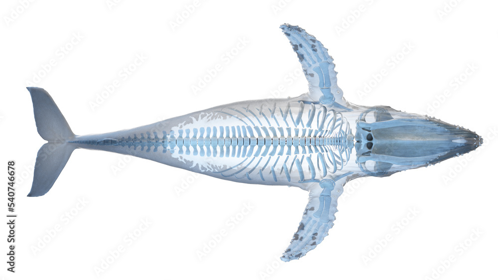 Fototapeta premium whale anatomy
