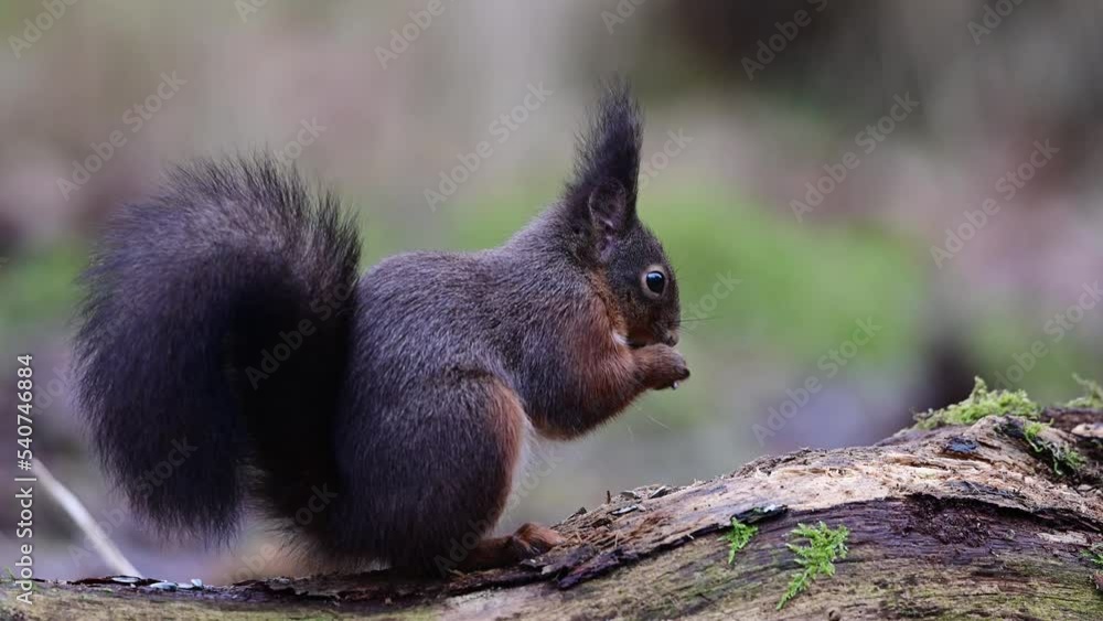 Red squirrel sitting on dead wood eating sunflower seeds, european red squirrel, january, north rhine westphalia (sciurus vulgaris), germany Red squirrel sitting on dead wood eating sunflower seeds, european red squirrel, january, north rhine westphalia (sciurus vulgaris), germany