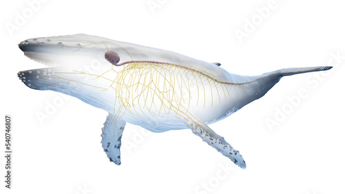 whale anatomy