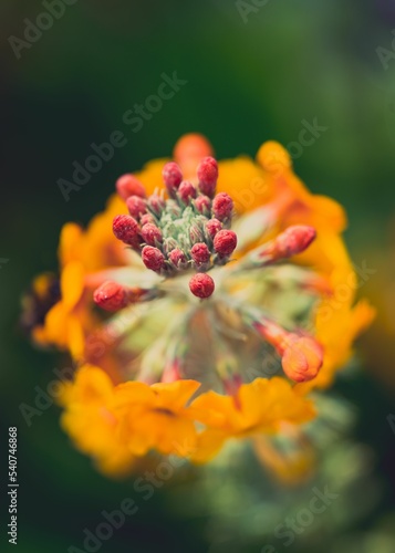 Closeup of a Primula bulleyana against a green blurred background, a vertical shot photo