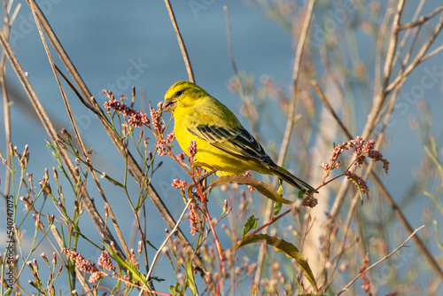 Serin soufré, male,.Crithagra sulphurata, serinus sulfuratus, Brimstone Canary photo