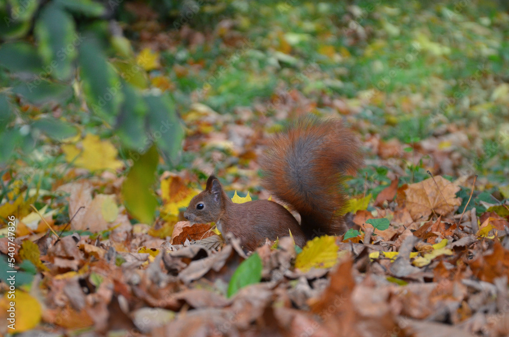 Redhead fluffy squirrel looking for nuts in the fallen autumn leaves. Redhead fluffy squirrel looking for nuts in the fallen autumn leaves.