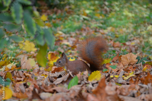 Redhead fluffy squirrel looking for nuts in the fallen autumn leaves.  © Mariana