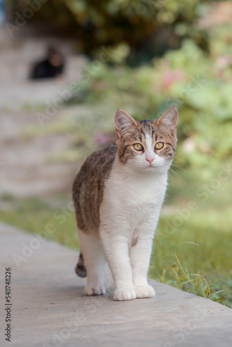 Obraz na płótnie Portrait of a gray and white kitten with bright yellow eyes looking at me, with the background blurred. w salonie