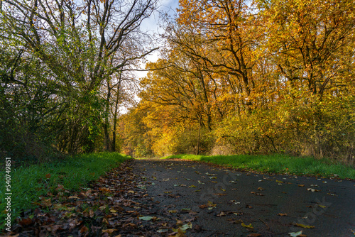 Weg am Waldrand im goldenen Oktober - Herbst