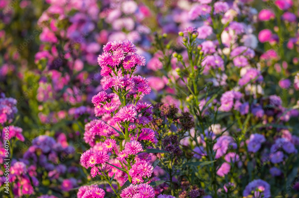 Fresh bouquet pink purple pretty flower blossom in botanic garden.  romance florist violet herb blooming in natural park