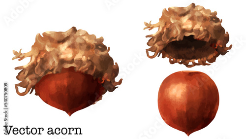 ドングリ（クヌギの実）の水彩風ベクターイラスト