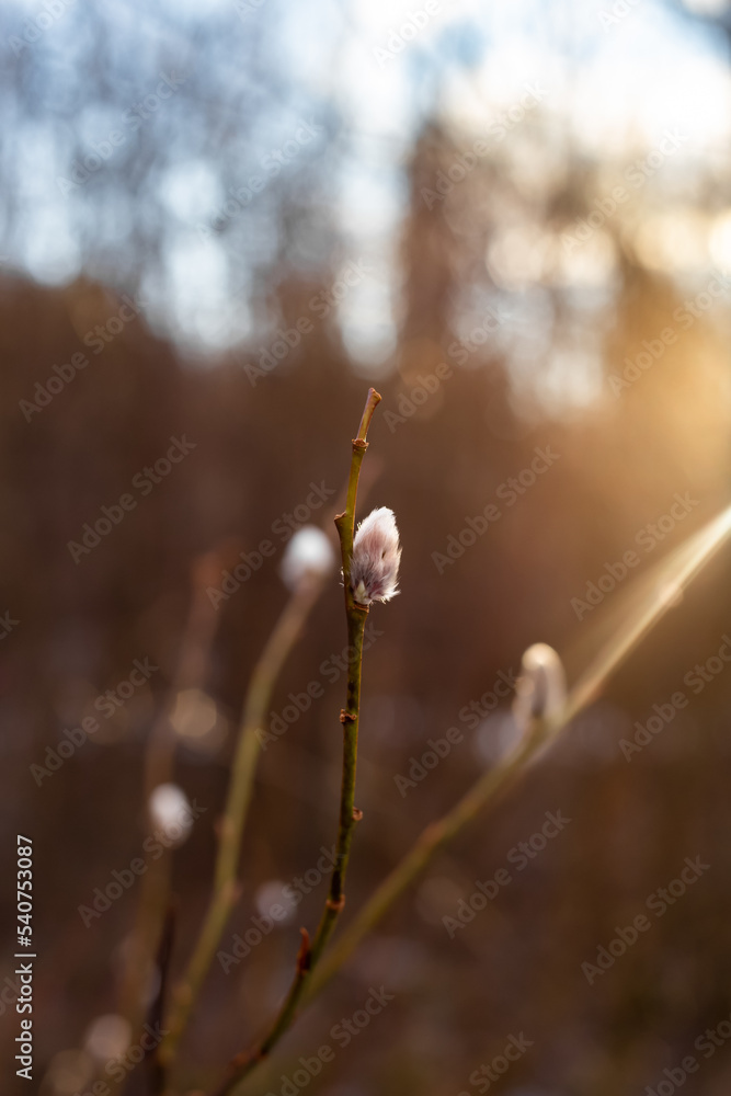 first willow tree buds opens blooming in early spring outdoor with sun rays on background, nature wakes up in spring. first willow tree buds opens blooming in early spring outdoor with sun rays on background, nature wakes up in spring.