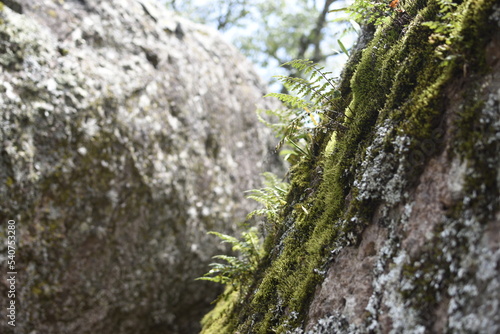 Fern and moss on a stone