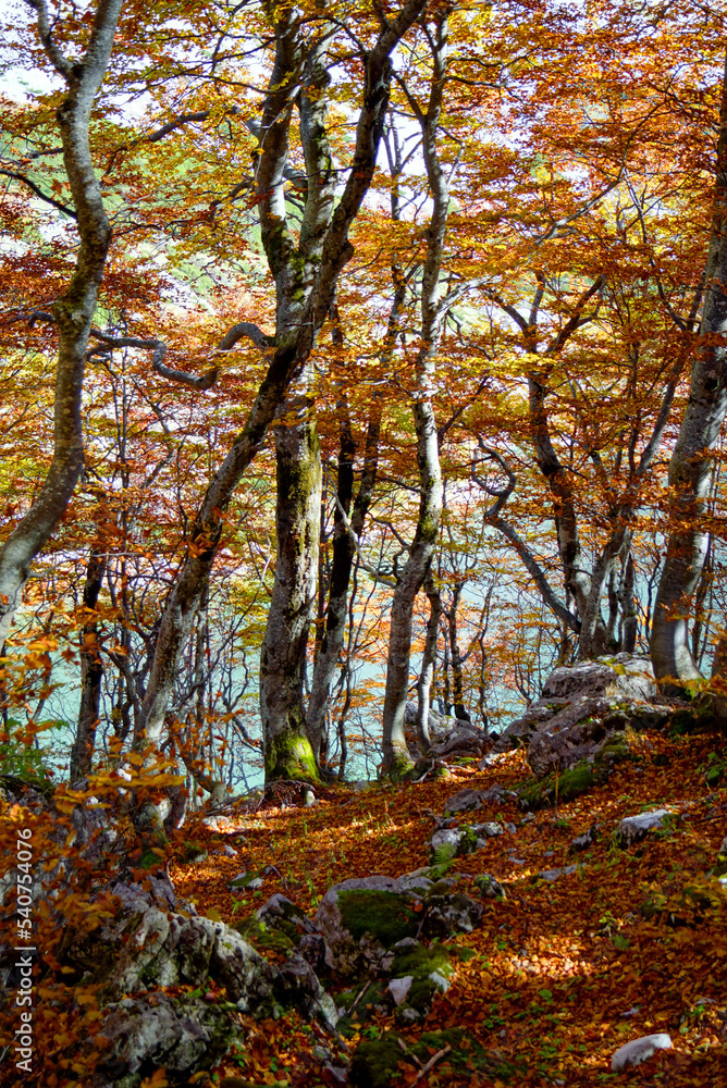 Autumn beech forest in Škrka valley from Durmitor national park in Montenegro