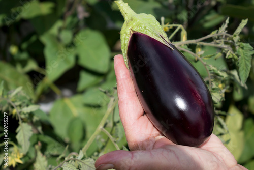Hand holding freshly picked aubergines in a vegetable garden