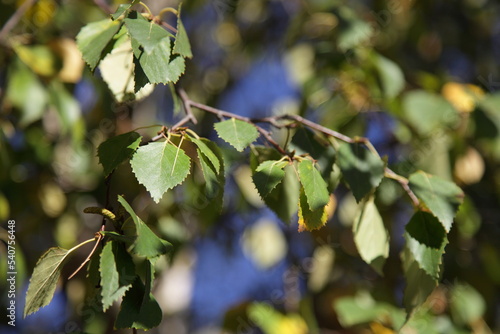 Yellow green leaves on a birch tree branch