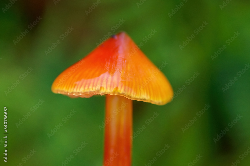 fly agaric mushroom in the forest fly agaric mushroom in the forest