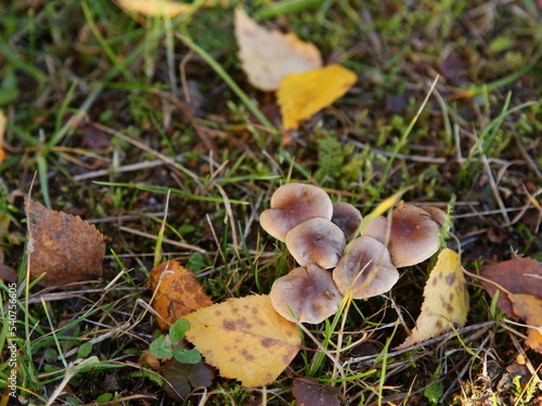 Mushrooms in the autumn forest on grass with yellow leaves