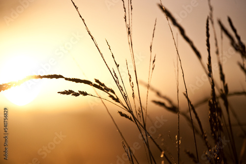 Golden countryside wheat grasses silhouetted at sunset. Autumn spring. Macro nature background wallpaper