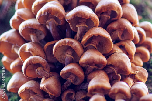 mushrooms in the wood