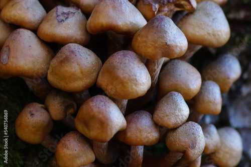 close up of a pile of mushrooms