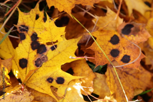 Yellow maple leaves disease with Rhytisma black spots closeup photo