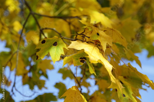 Yellow green maple tree  leaves disease with Rhytisma black spots on branch photo