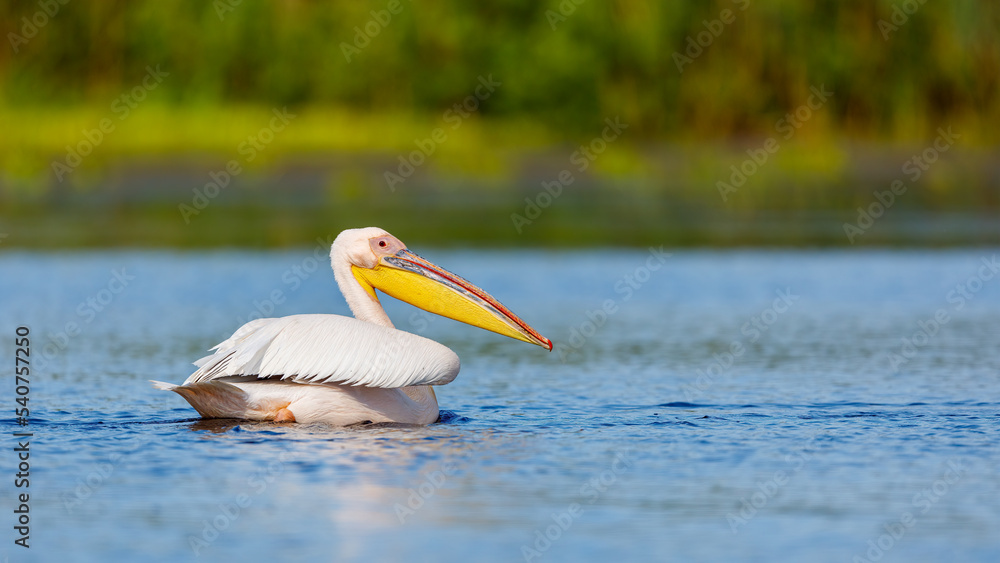 A pelican in the wilderness of the Danube Delta in Romania A pelican in the wilderness of the Danube Delta in Romania