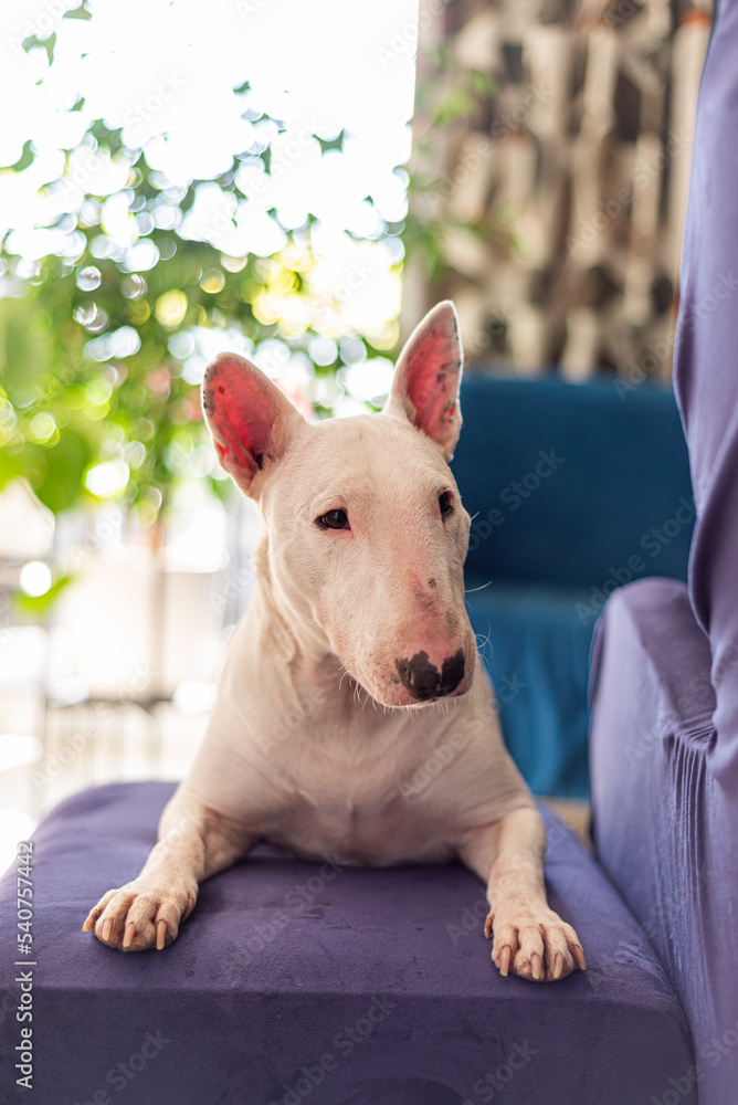 bull terrier portrait at home