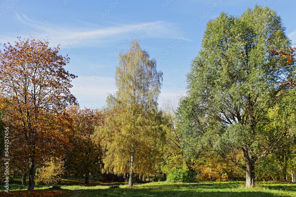 Beautiful autumn trees in the Sunny park on blue sky background