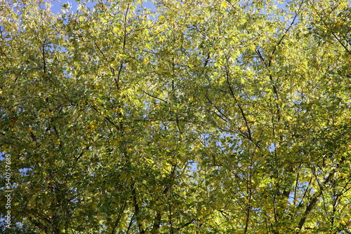 Light yellow green leaves on maple tree top at autumn day
