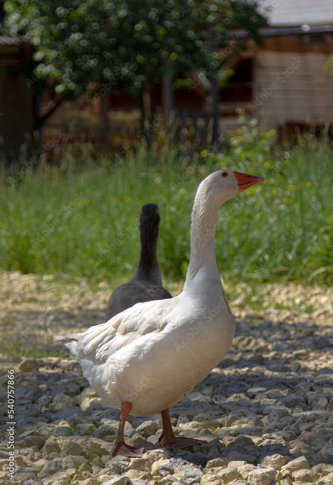 white goose on the beach white goose on the beach