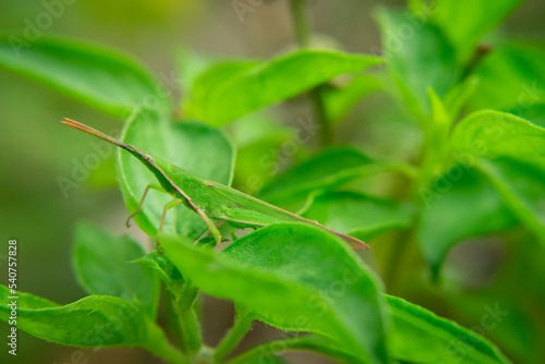 green grasshopper disguise around green leaves