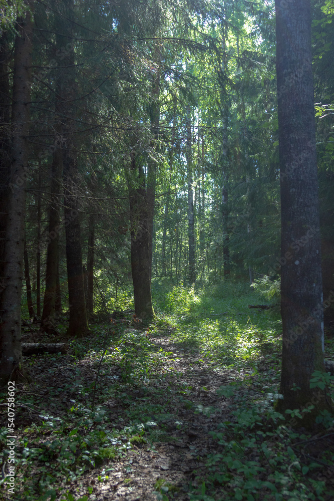 path in the forest path in the forest
