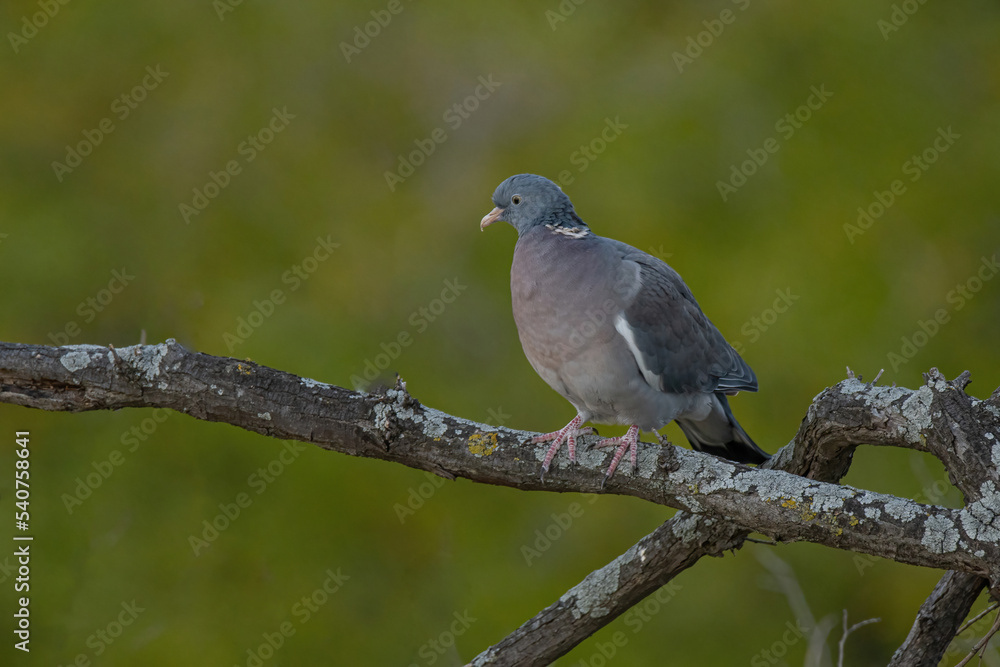 Common Wood Pigeon(Columba palumbus) on tree branch