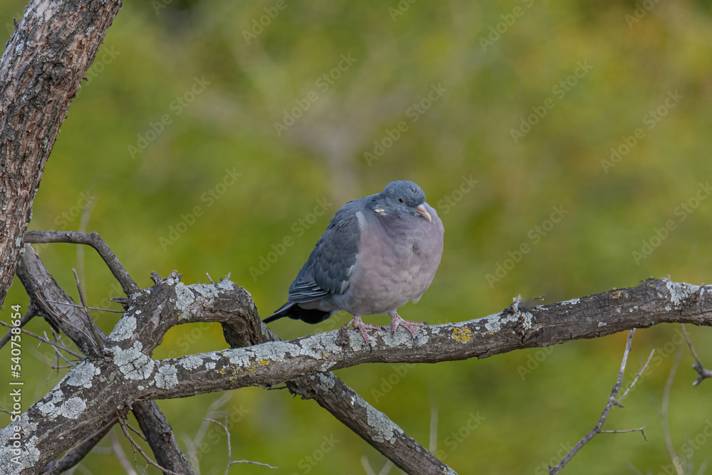 Common Wood Pigeon(Columba palumbus) on tree branch Common Wood Pigeon(Columba palumbus) on tree branch