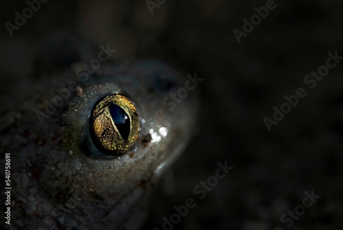 Macro shot of eyes of the common pelobates against a dark background photo