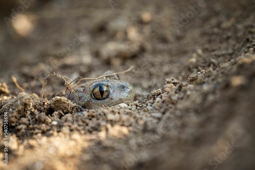 Closeup shot of eyes of the common pelobates on the soil photo