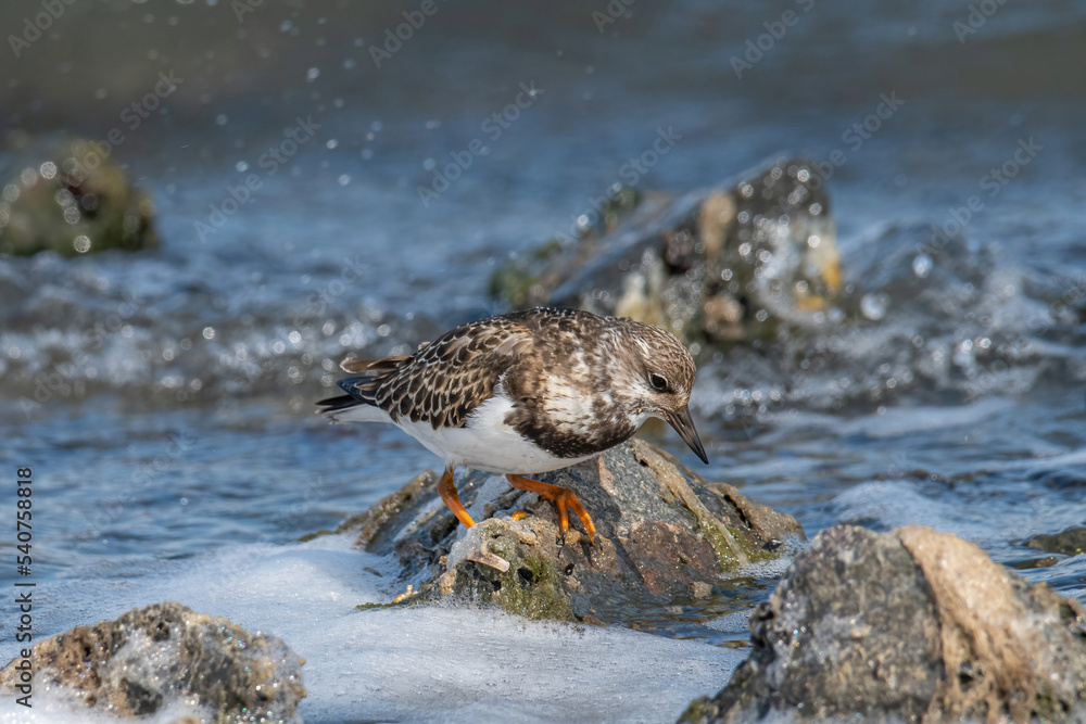 Foraging Ruddy turnstone wading bird (Arenaria interpres) along the shoreline