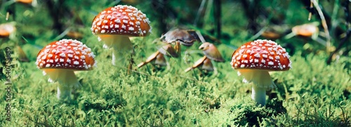 fly agaric mushroom in grass
