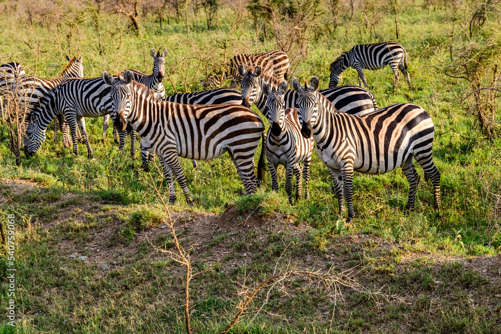 Fototapeta premium Zebras (Hippotigris) at the Serengeti national park, Tanzania. Wildlife photo